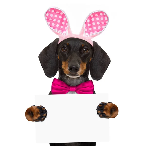 Bunny easter ears dog — Stock Photo © damedeeso 145976065