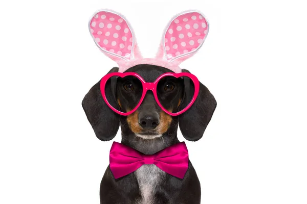 Bunny easter ears dog — Stock Photo, Image