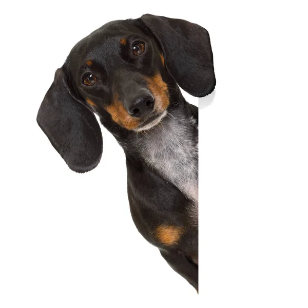 Tax korv hund banner — Stockfoto