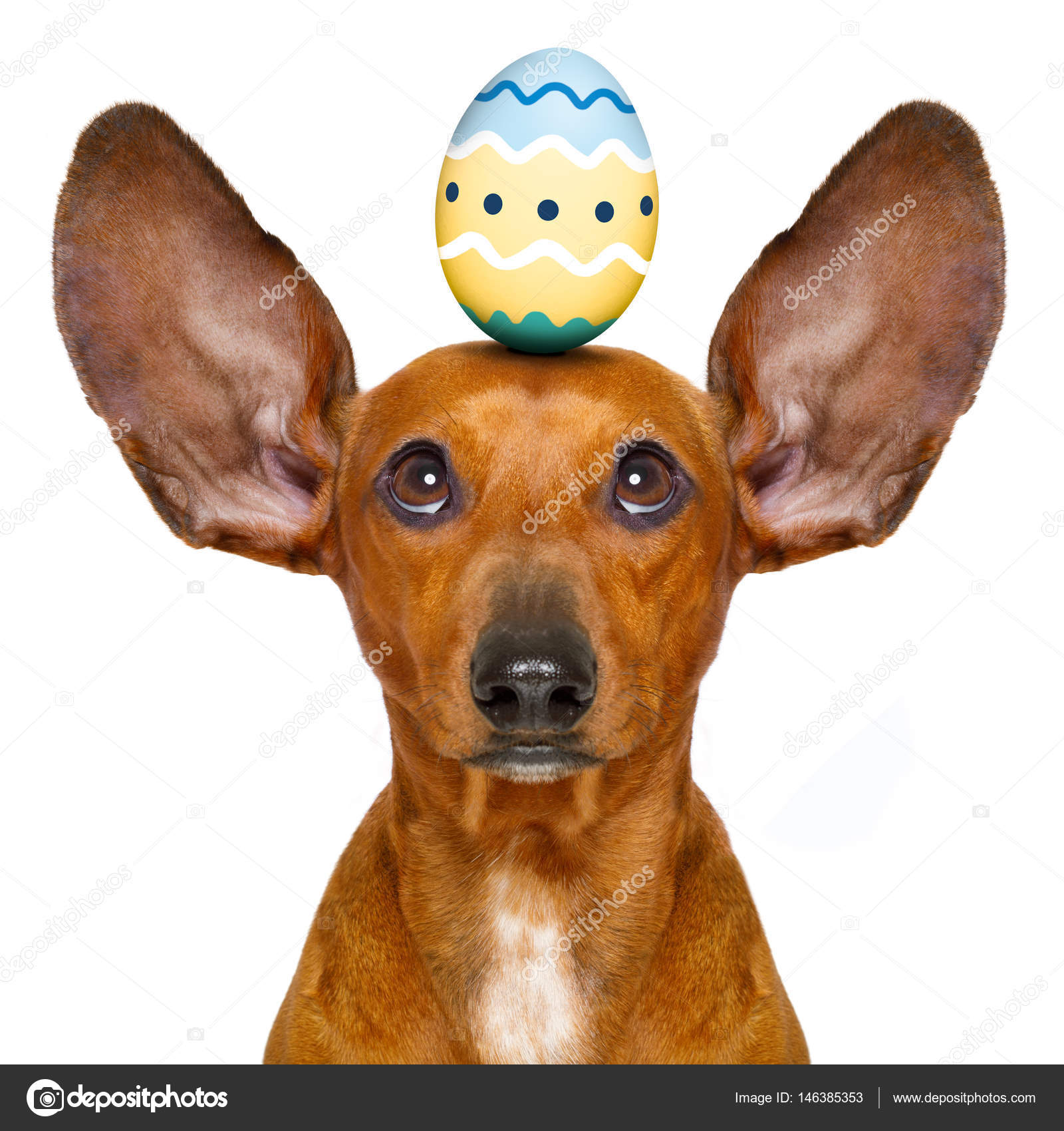 Ostern Hase Hund mit Ei — Stockfoto © damedeeso 146385353