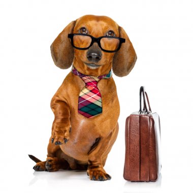 Office çalışan patron köpek