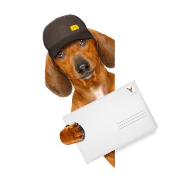 posta teslim dachshund sosis köpek