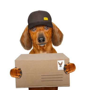 posta teslim dachshund sosis köpek