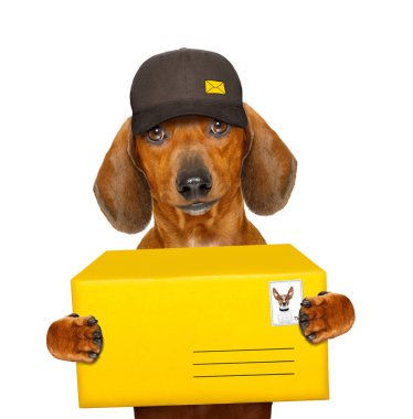 posta teslim dachshund sosis köpek