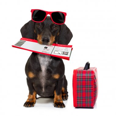 Dachshund sosis köpek tatil 