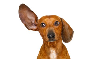 dikkatle dinliyor köpek 