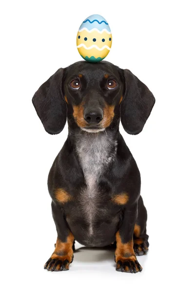 Easter bunny dog with egg — Stock Photo, Image