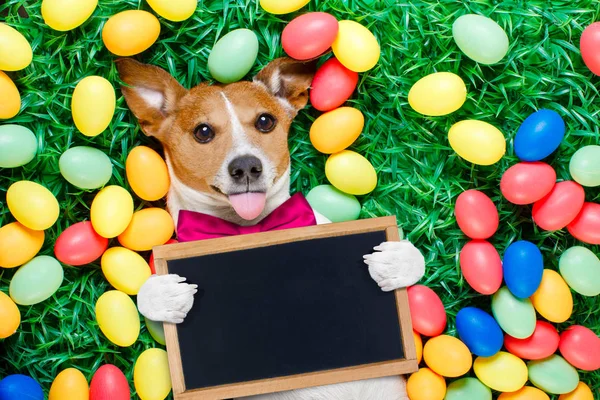 Cão de coelho de Páscoa com ovos — Fotografia de Stock