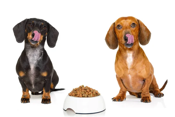 Saucisse affamée teckel chiens — Photo