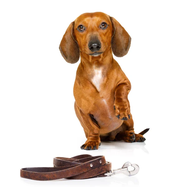 Hond en eigenaar met riem — Stockfoto