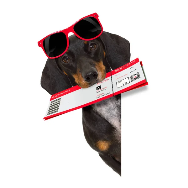 Dachshund sausage dog on vacation — Stock Photo, Image
