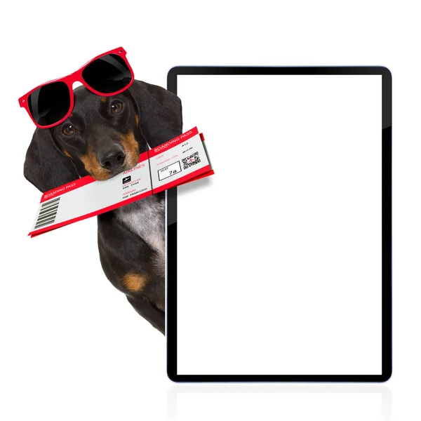 Dachshund sausage dog on vacation — Stock Photo, Image