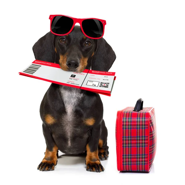 Perro salchicha dachshund de vacaciones — Foto de Stock