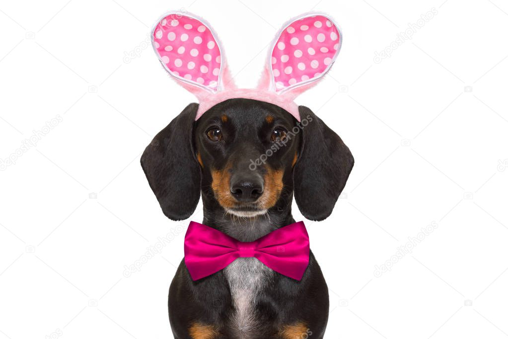 Hase Ostern Ohren Hund — Stockfoto © damedeeso 146385275