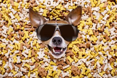 aç köpek büyük gıda Höyük