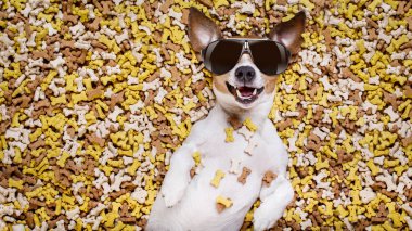 aç köpek büyük gıda Höyük