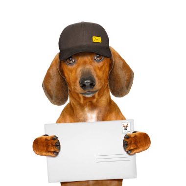posta teslim dachshund sosis köpek