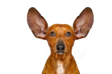 dikkatle dinliyor köpek 