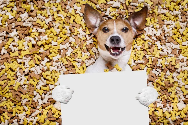 Perro hambriento en gran montículo de comida — Foto de Stock