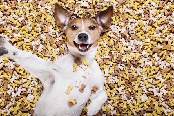 大きな食品マウンドで空腹の犬 — ストック写真