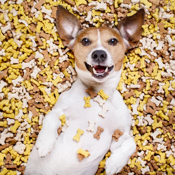 Hungrig hund i stor mat högen — Stockfoto