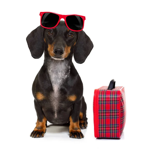 Perro salchicha dachshund de vacaciones — Foto de Stock