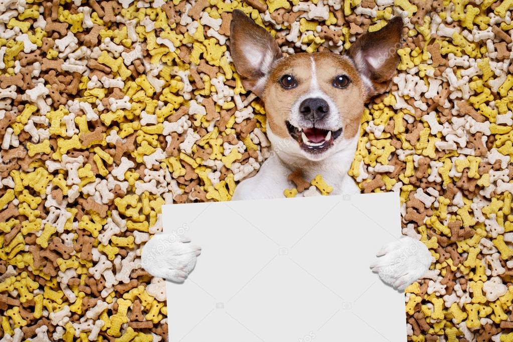 hungry dog in big  food mound