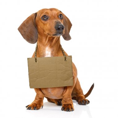 evsiz köpek-e doğru evlat edinmek 