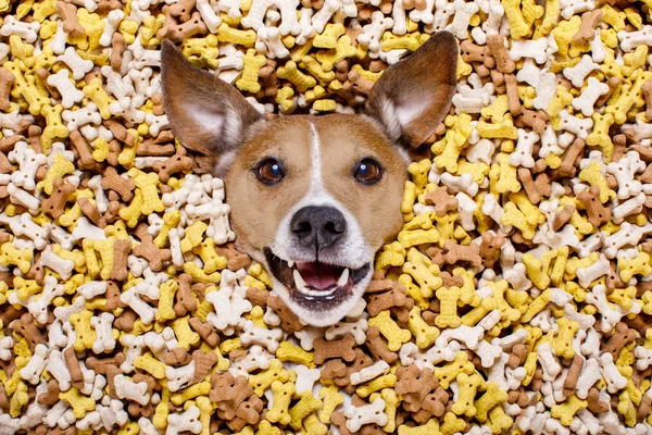 Hungry dog in big  food mound — Stock Photo, Image