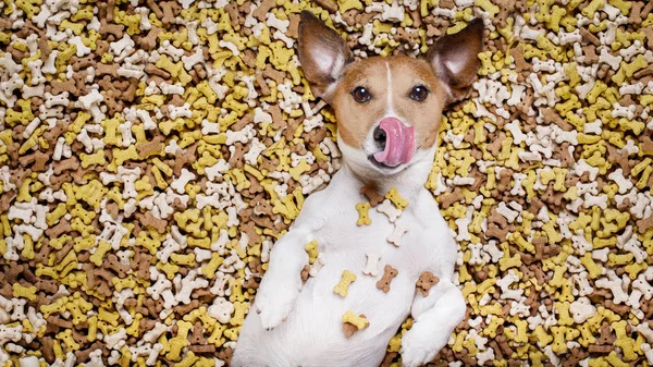 Hladový pes velké jídlo mohyly — Stock fotografie