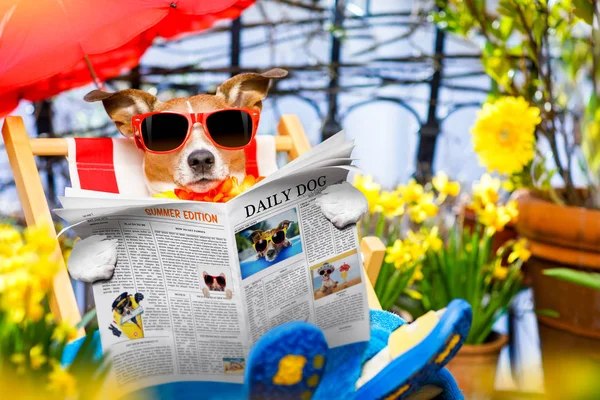 Dog summer holiday vacation on hammock — Stock Photo, Image