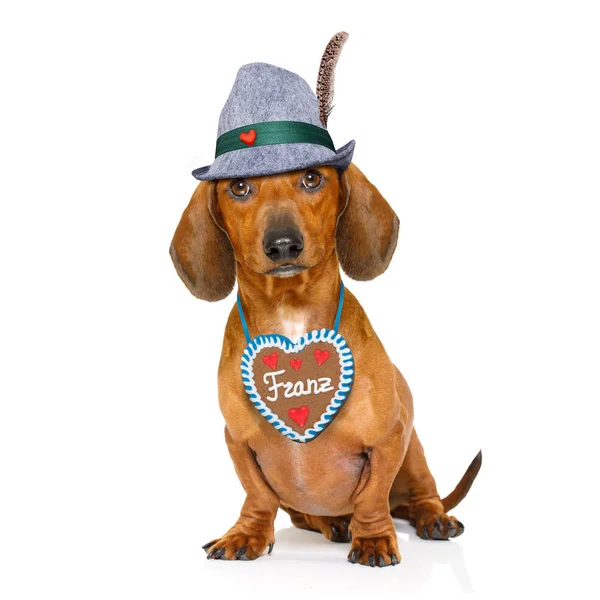 Bavarian cerveja dachshund salsicha cão — Fotografia de Stock