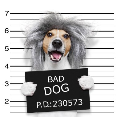 inek aptal köpek mugshot 