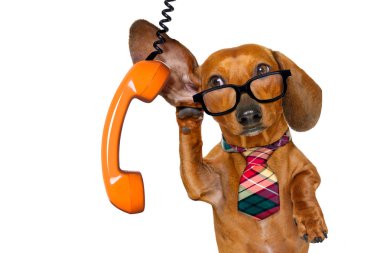 Office çalışan patron köpek