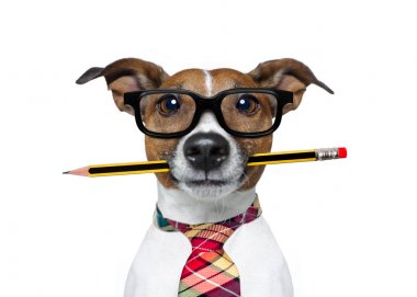 ofiste kalem ile köpek