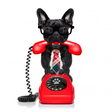 köpek telefon