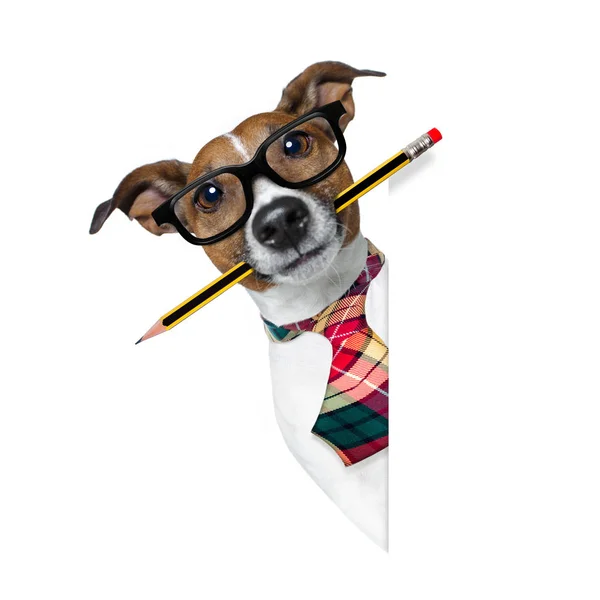 Собака з олівцем в офісі — стокове фото