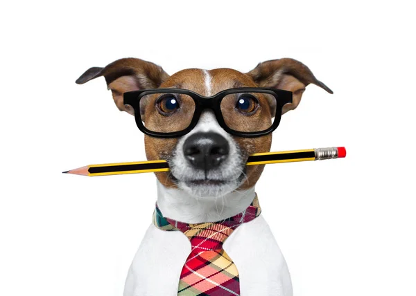 Hund med blyertspenna på kontoret — Stockfoto