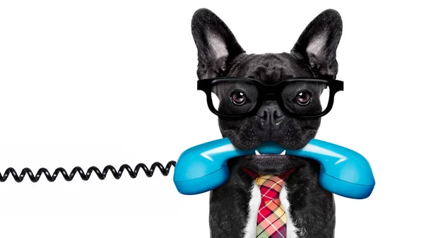 Cão no telefone — Fotografia de Stock