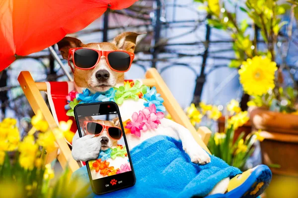 Hund im Sommerurlaub auf der Hängematte — Stockfoto