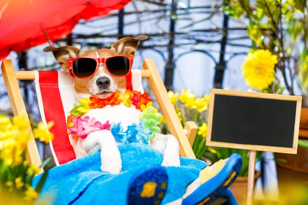 Vacaciones de vacaciones de verano de perro en hamaca — Foto de Stock