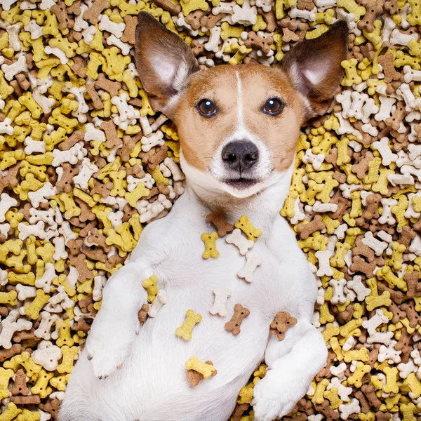 Hungrig hund i stor mat högen — Stockfoto