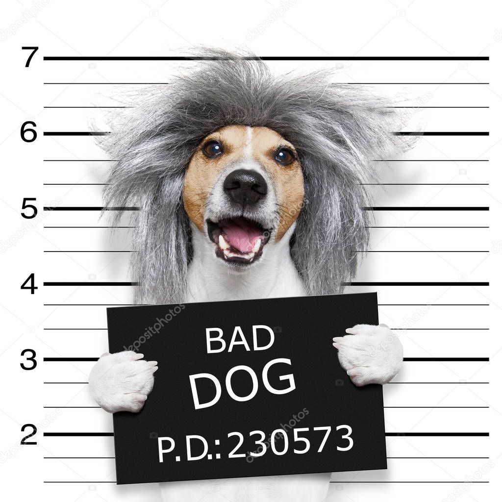 nerd silly dog mugshot 