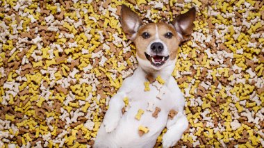 aç köpek büyük gıda Höyük