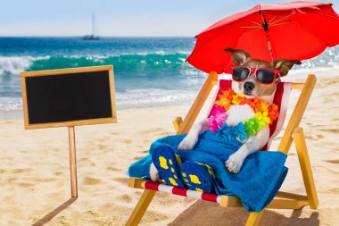 köpek siesta plaj sandalyesi üzerinde 