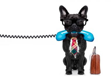 köpek telefon