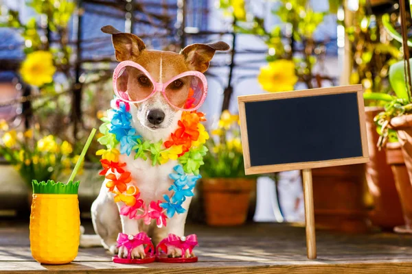 Собака літні канікули на балконі — стокове фото