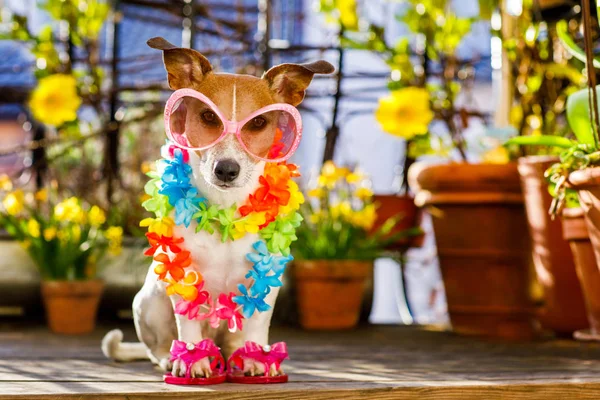 Chien vacances d'été sur balcon — Photo