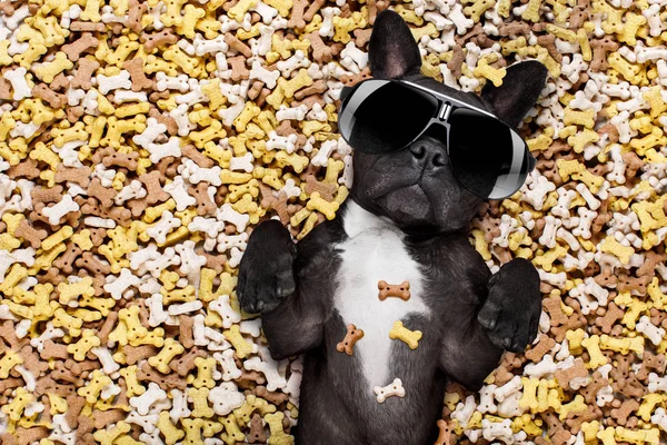 Hungry dog in big  food mound — Stock Photo, Image