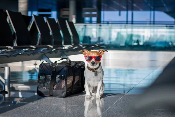 Cão no terminal do aeroporto em férias — Fotografia de Stock